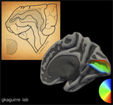 The modern map of the representation of vision in the brain is compared to the 1918 original